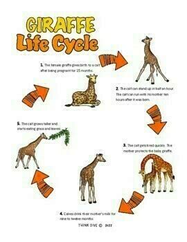 Giraffe Life Cycle | Biomimicry Design Inspired by Nature Compatible with NGSS | Made By Teachers