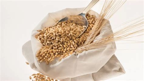 AEGIC takes malting barley information series to Latin American customers - Australasian Farmers ...