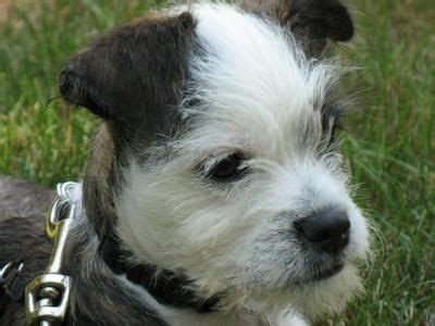 Adopted Petey, my Maltese Boston Terrier mix, from a rescue shelter in ...