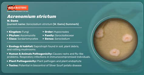 Acremonium strictum - Morphology, Allergy, Infections & Treatment