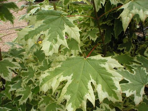 Variegated Maple Trees | Ornamental Trees For Sale Ireland | Hedging.ie