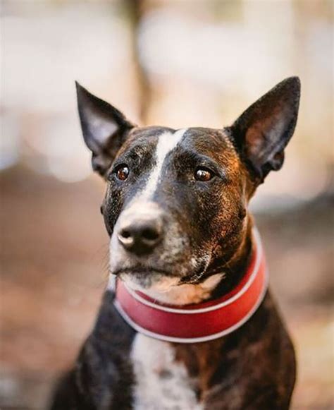 25 Bull Terrier Mixes You Need To Check Out