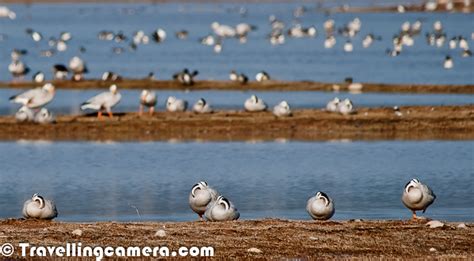 It's the time to meet Migratory Birds in India || Birding in Winters