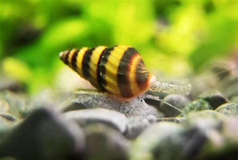 Best Freshwater Snails For Aquarium