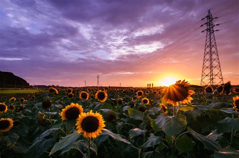 Sunflower Sunset | inoc | Flickr