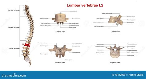 Lumbar vertebrae L2 stock illustration. Illustration of lamina - 78412800