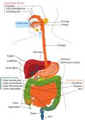 File:Digestive system diagram edit.svg - Wikipedia, the free encyclopedia | Digestive system ...