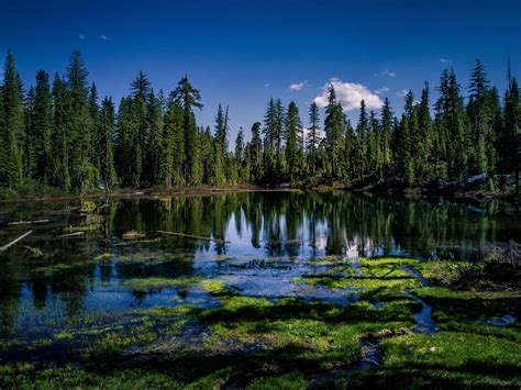 The Pristine Landscape of The Shasta-Trinity National Forest, California [OC] [4000x3000 ...