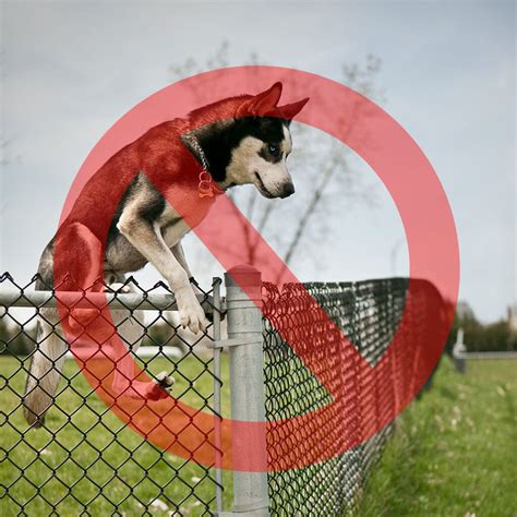 Houdini-Proof Dog Proofer Fence Extension System Kit