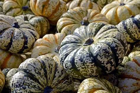 Blue Pumpkins | Geranium Blog