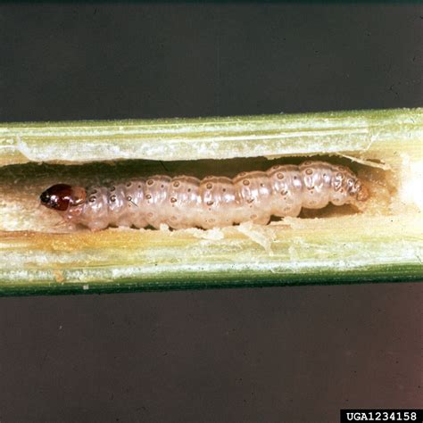 European corn borer (Ostrinia nubilalis)