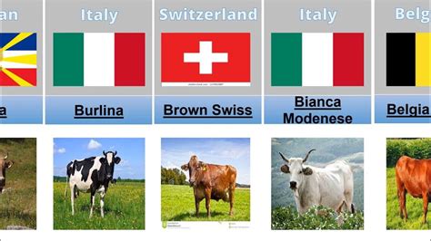 Cattle Breeds From Different Countries | Data List - YouTube