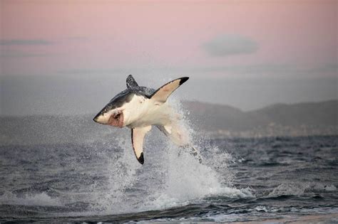 Vídeo, captan el salto de un tiburón blanco 🦈 - Chismes Today