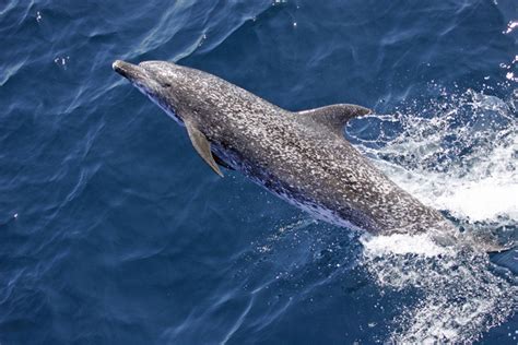 Atlantic Spotted Dolphin | NOAA Fisheries