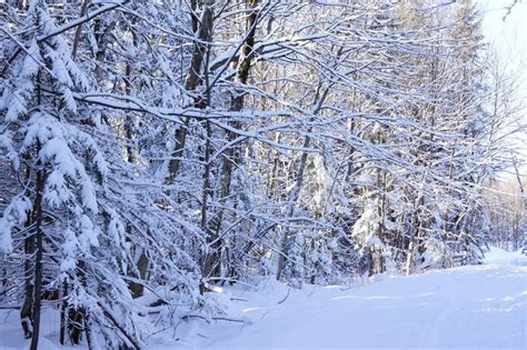 Snowy Forest Landscape in Winter Stock Image - Image of winter, nature ...