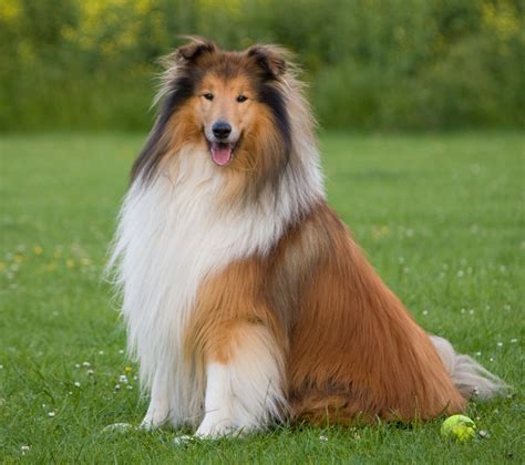 Dog, Rough Collie Free Stock Photo - Public Domain Pictures