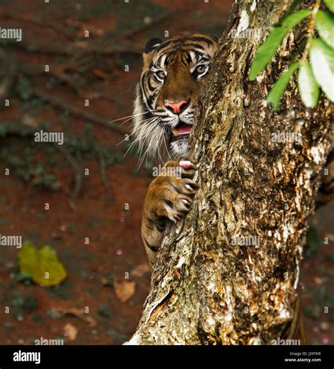 looking at camera Stock Photo - Alamy