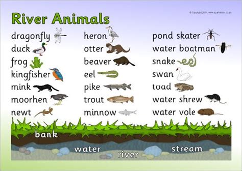 River Animals Word Mat | Teaching Resources