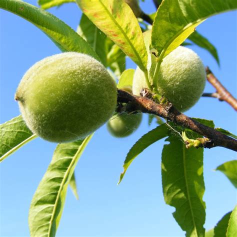 Peach tree - planting, care and pruning tree, varieties