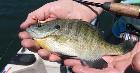 Smith: Bluegills are king for fisherfolk