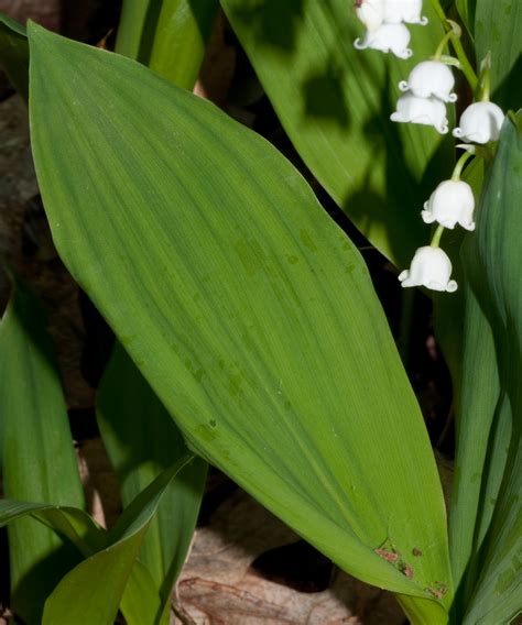 Convallaria majalis (Lily of the valley)