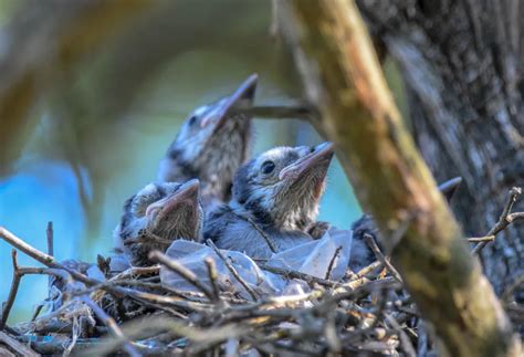 Baby Blue Jays in a Nest | Smithsonian Photo Contest | Smithsonian Magazine