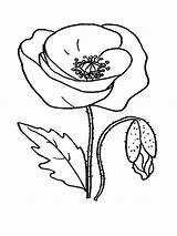 Poppies Coloring Pages  Best For Kids sketch template