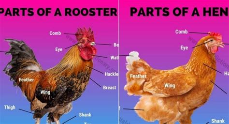 Chicken Anatomy: 16 External Parts of A Chicken (Rooster & Hen) You Should Know - Visual Dictionary