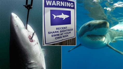 Shark attack prevention program rolled by green group as Queensland government told to end kills ...