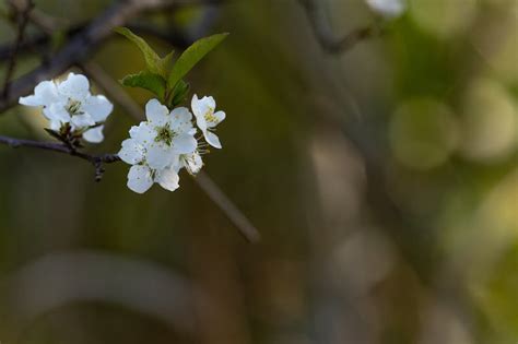 Depth Of Field Photography Of Cherry Blossom Tree · Free Stock Photo