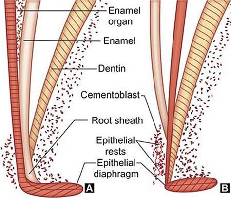 Hertwig’s Epithelial Root Sheath and Root Formation - Focus Dentistry