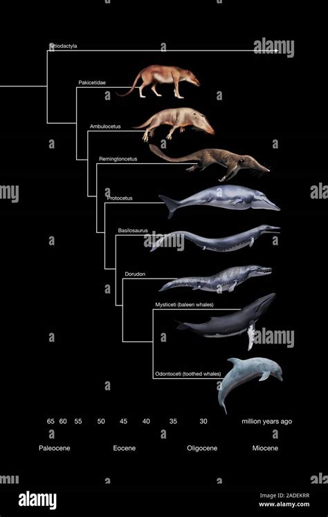 Whale evolution. Illustration of six prehistoric whale ancestors and two modern whales (bottom ...