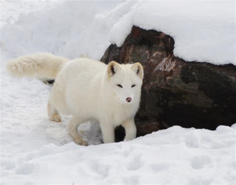 Arctic Fox Facts for Kids | Polar Foxes | Snow Fox | Artic Animals