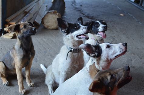 Chernobyl Nuclear Disaster Puppies Are Being Adopted By US Families