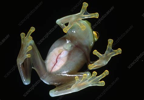 Northern glass frog feet - Stock Image - Z700/0458 - Science Photo Library