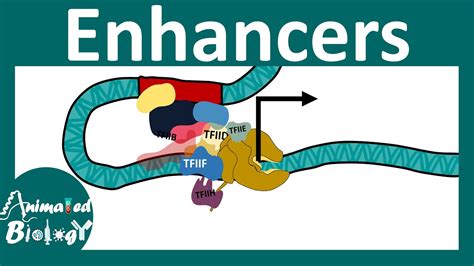 Regulation Gene Transcription