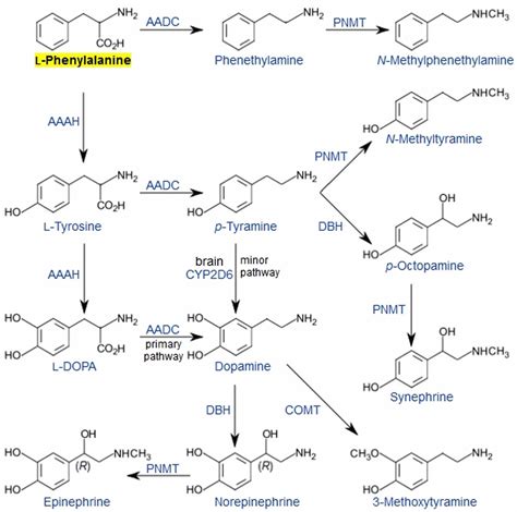 Phenylalanine, DL-Phenylalanine - Functions, Food Sources, Benefits