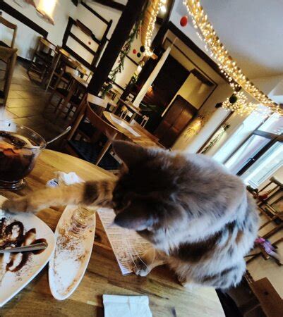 Best cat cafe! - Reviews, Photos - Cat Cafe - Karmelicka Street ...