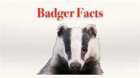 Badger Facts - YouTube