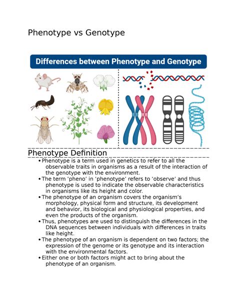 Whats The Difference Between Genotype And Phenotype - vrogue.co