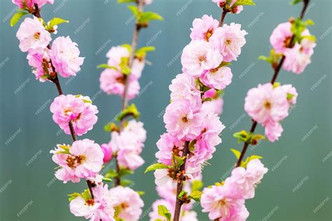 Premium Photo | Sakura flowering large lush sakura flowers on a tree on a dark background in ...