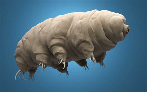 A new understanding of how tardigrades are protected in extreme conditions | Tardigrade, Macro ...