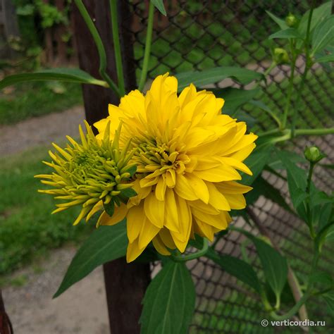 Рудбекия рассеченная "Золотой шар" (Rudbeckia laciniata var. hortensia "Golden Glow")