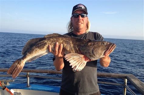 Rare lingcod catch raises question: ’What’s wrong with this fish’?