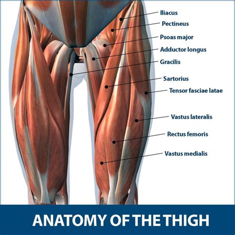 Thigh muscle strain - Cause, Symptoms, Treatment, Exercise