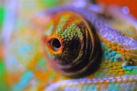 Chameleon Abstract - Free photo on Pixabay