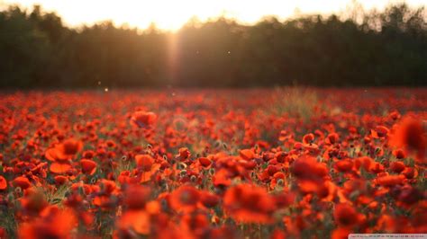 Poppy Wallpapers - Top Free Poppy Backgrounds - WallpaperAccess