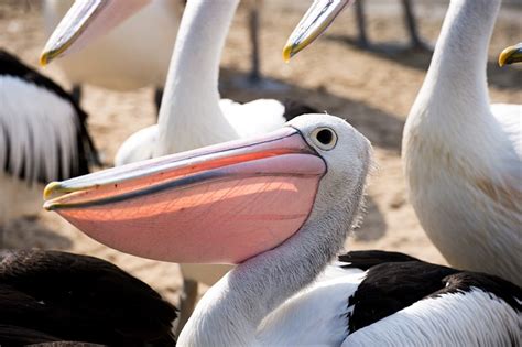 Pelican Beak Waiting - Free photo on Pixabay