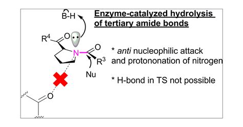 Enzymatic Hydrolysis of Tertiary Amide Bonds by anti Nucleophilic ...