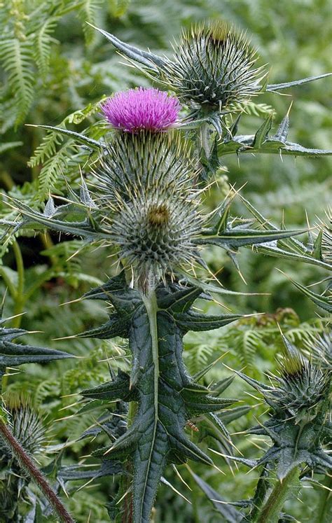 Scottish thistle | Botanique